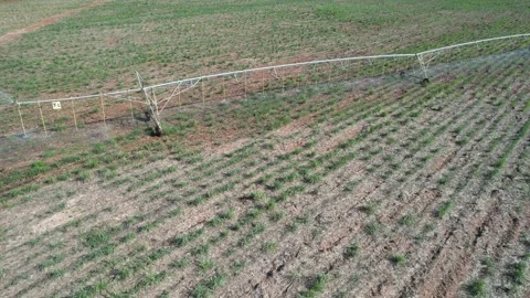 Irrigation on cane field Stock Footage 233811890
