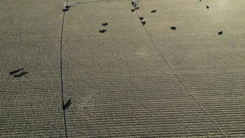Irrigation Center Pivot Stock Footage 247809036