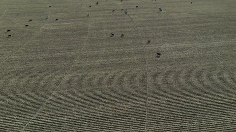 Irrigation Center Pivot Stock Footage 247809444