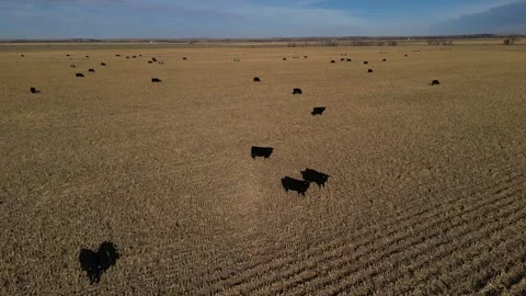 Irrigation Center Pivot Stock Footage 247809475