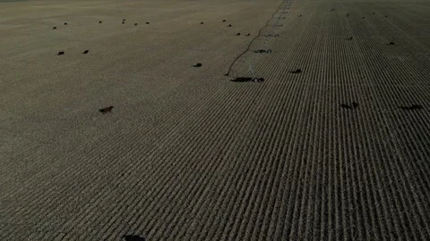 Irrigation Center Pivot Stock Footage 247809615