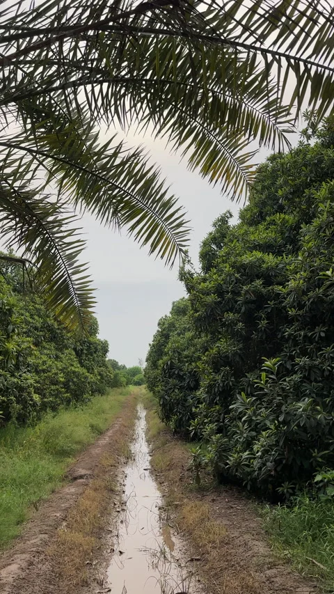 Irrigation Channel in Mango Orchard Video stock 337670889