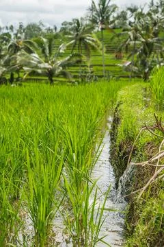 Irrigation Channel Running Through Vibrant Green Paddy Fields Foto stock