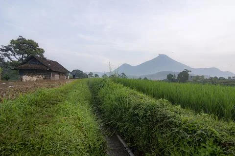 Irrigation channels in rice fields with Mount Penanggungan in the backgroun. Stock Photos
