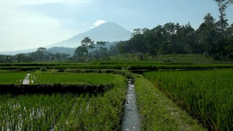 Irrigation channels in rice fields with mountain scenery in the background Video stock 319921280