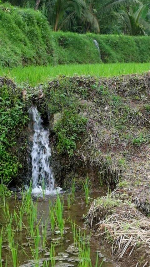 Irrigation channels in terraced rice fields Stock-Footage 320979279