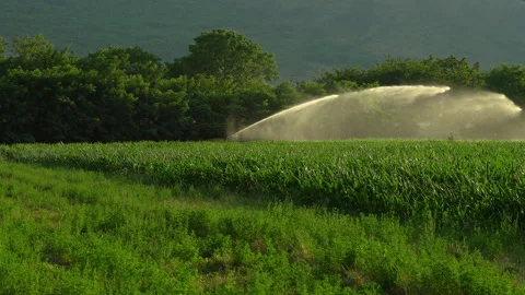 Irrigation of a corn crop Stock Footage 135758620