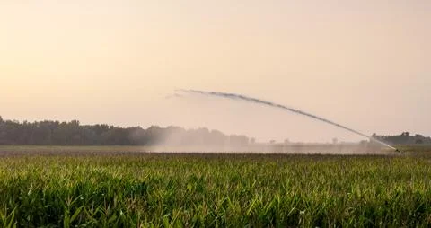 Irrigation on corn field Stock Photos