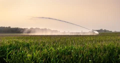Irrigation on corn field Foto stock