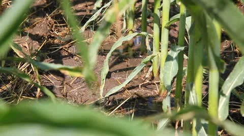 Irrigation of corn fields Stock Footage 21904146