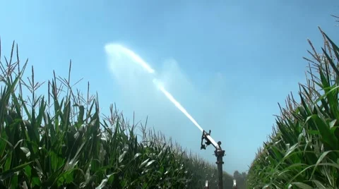 Irrigation of corn with water jet Stock Footage 40604812