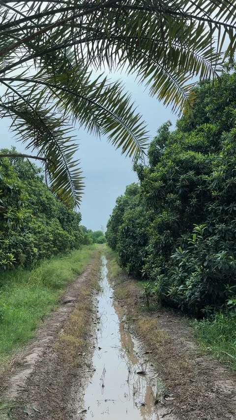 Irrigation Ditch in Mango Orchard Video stock 337182978