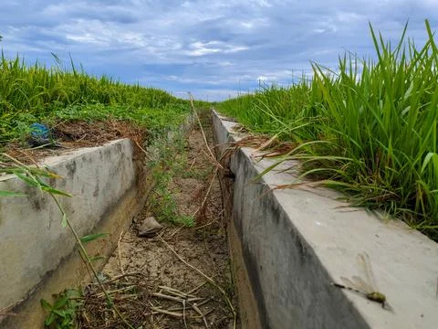 Irrigation ditch in rice fields Foto stock