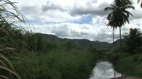 Irrigation Ditch with Sugar Cane to the Left 스톡 동영상 19028490