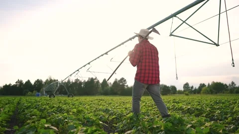 Irrigation. farmer walks through a soybean lifestyle field with. hoe. Agronomy Stock-Footage 280381952