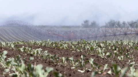 Irrigation in the field of cauliflower. Stock Footage 57035183