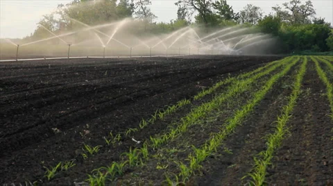 Irrigation of the field Stock Footage 5298985