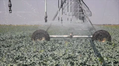 Irrigation of the field Stock Footage