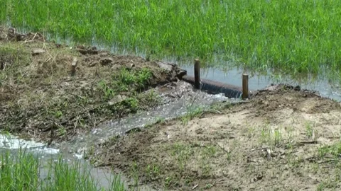 Irrigation in a field. Stock Footage 154894373