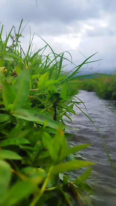Irrigation Stock-Footage 233346546