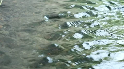Irrigation Video stock 336512142