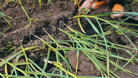 Irrigation of green onions in the garden.Young shoots of green onions grow in Stock Footage