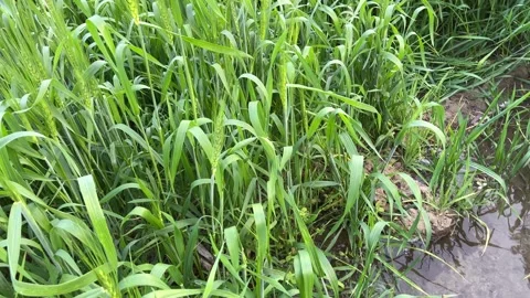 Irrigation of green wheat field using water channel in rural farmland Видео 326122795