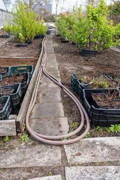 Irrigation hose between rows in plant nursery Stockfoto's