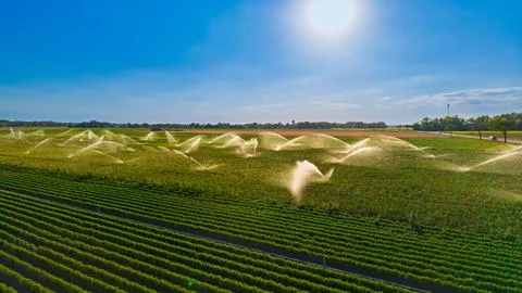Irrigation jets over rows of growing crops. A plume of sunlit spray rises n.. Stock-Fotos