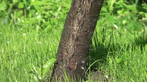 Irrigation with Lawn Water 스톡 동영상 90330140