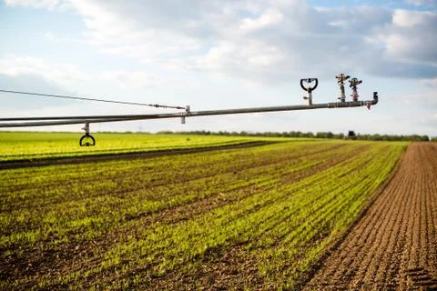 Irrigation on lettuce fields Stock Photos