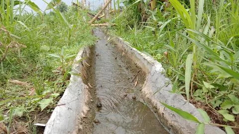 Irrigation in the middle of the rice fields Stock Photos