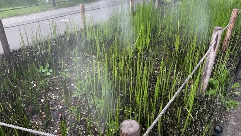 Irrigation mist spraying over dense horsetail plants in outdoor area Stock Footage 310796875
