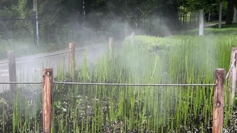 Irrigation mist spraying over dense horsetail plants Stock Footage 310796970