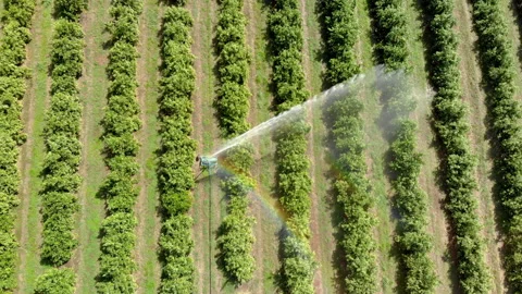 Irrigation in orange plantation on sunny day in Brazil Stock Footage