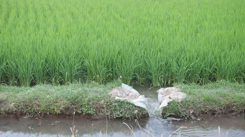 Irrigation in the paddy field Stock Footage 87991472