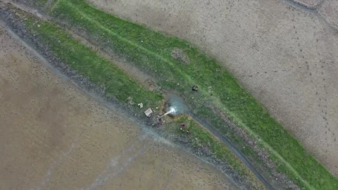 Irrigation in Paddy field Stock Footage 252159051