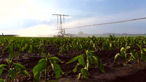 Irrigation of paprika field in spring. Video stock 51763924