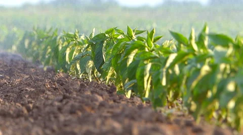 Irrigation of paprika field in spring. Video stock 51763928