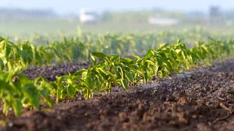Irrigation of paprika field in spring. Stock Footage 51763939