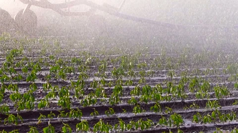 Irrigation of paprika field in spring. Video stock 51765178