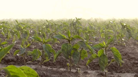 Irrigation of paprika field in spring. Video stock 51765282