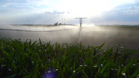 Irrigation of paprika field in spring. Video stock 51775110