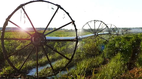 Irrigation of pepper field in the summer. Stock Footage 68179821