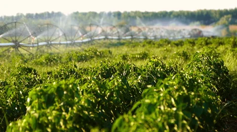 Irrigation of pepper field in the summer. Stock Footage 68179839