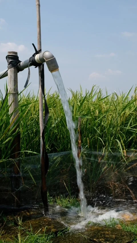 Irrigation pipe gushing clear water into lush green rice field on sunny day. Stock Footage 340321625