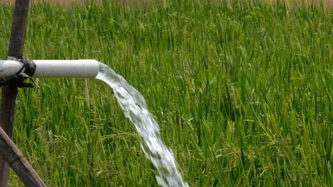 Irrigation pipe gushing clear water into lush green rice field on sunny day. Stock Footage 340321635