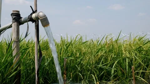 Irrigation pipe gushing clear water into lush green rice field on sunny day. Stock Footage 340321648