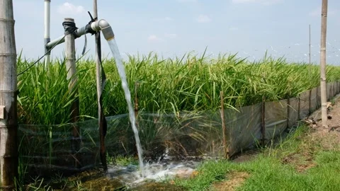 Irrigation pipe gushing clear water into lush green rice field on sunny day. Stock Footage 340321651
