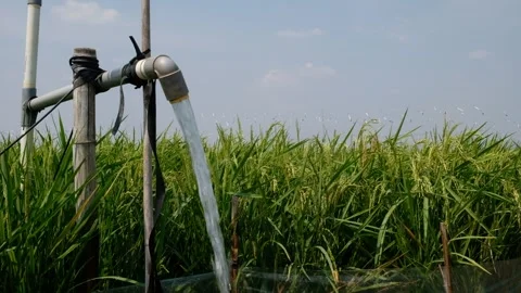 Irrigation pipe gushing clear water into lush green rice field on sunny day. Vídeo Stock 340321652